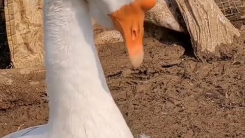 What can a goose do besides bite ? 001