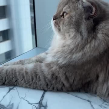 Have you seen a cat with this majesty?