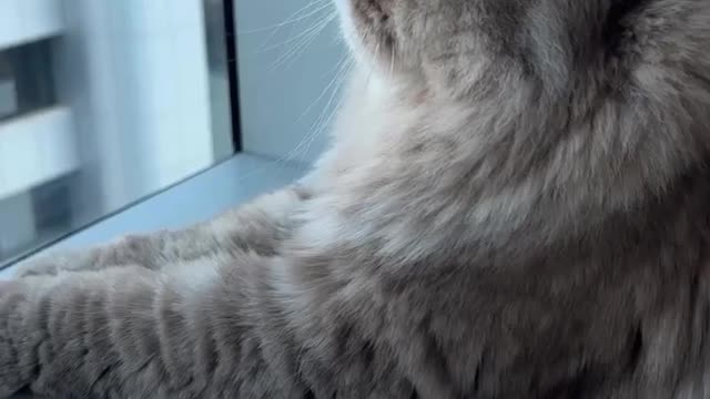 Have you seen a cat with this majesty?