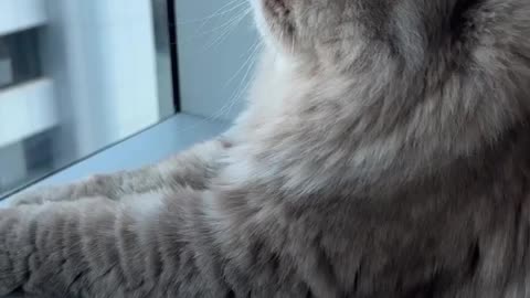 Have you seen a cat with this majesty?