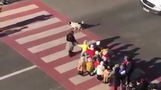 In Georgia, there's a stray dog who has made it his job to protect this kindergarten class so they can cross the street safely.