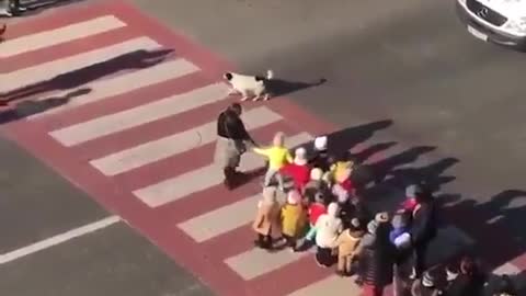 In Georgia, there's a stray dog who has made it his job to protect this kindergarten class so they can cross the street safely.
