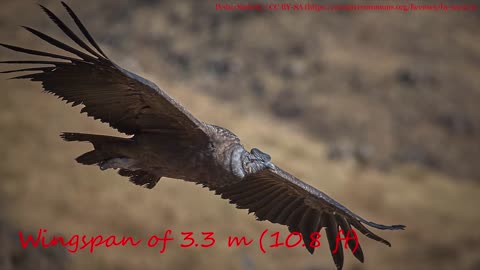 Top 10 Birds With The Longest Wingspan