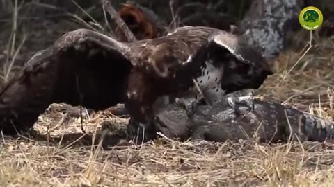 ईगल_इतने_खतरनाक_क्यों_होते_है_|_Most_Dangerous_Eagle_Attacks_Caught_on_Camera(360p)