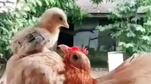 funny hen