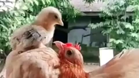 funny hen