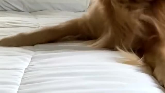 Dog Reacts to Giant Cockroach