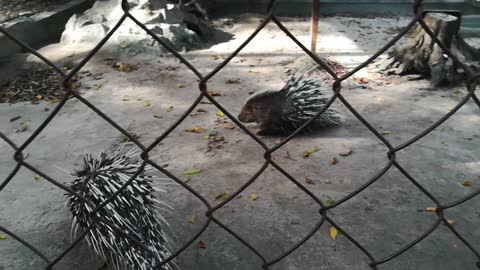 Porcupine they eating their food