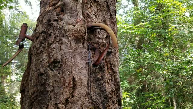 Explore Vashon: The Bike in the Tree