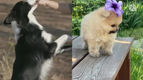 Meet The Most Cutest Puppies And Dogs