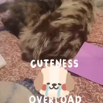 Cookie chronicles. Cuddling with marble