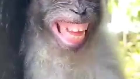 Sleep monkey ,sudden open eyes