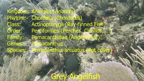 Grey Angelfish