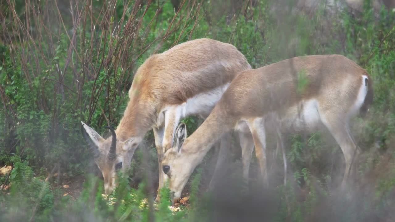 A couple of Gazelles in the wild