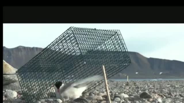 Arctic Tern Migration Google Earth Tour Video.