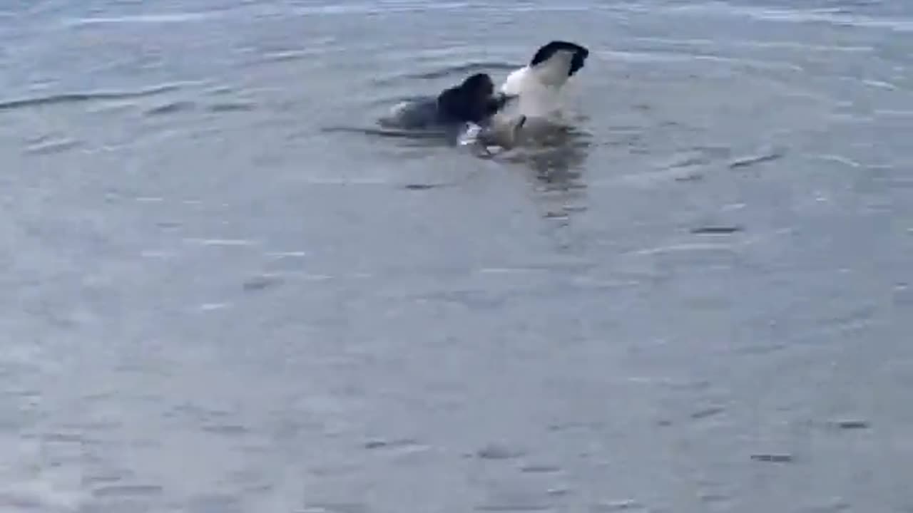 David vs. Goliath: American Mink Takes Down Canadian Goose🦨💥