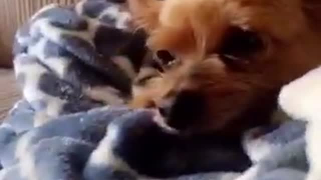 Brown dog getting head scratched with red toy
