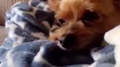 Brown dog getting head scratched with red toy