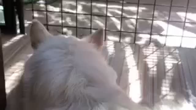 Dog is in love with a Black Cat!!