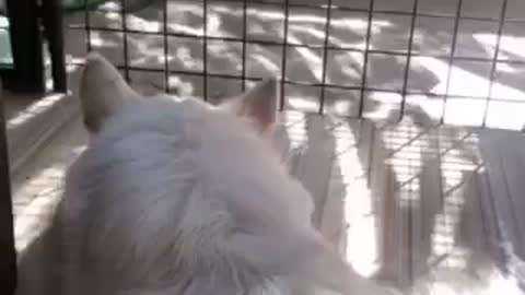 Dog is in love with a Black Cat!!