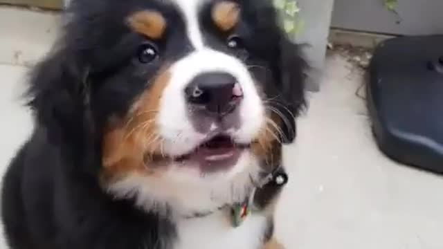 On National Puppy Day here is Luna being