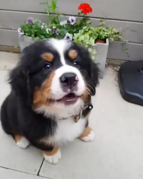 On National Puppy Day here is Luna being