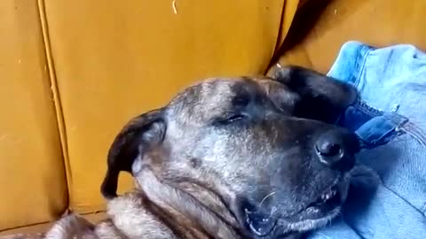 ddog sleeping dreaming #dog #cat #cats #funny