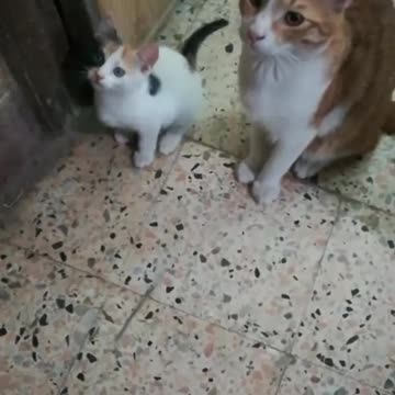 family kitty night robe game