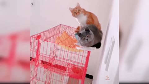 Best Funny Animal Videos Of The 2022 🤣 - Funniest Cats And Dogs Videos 😺😍