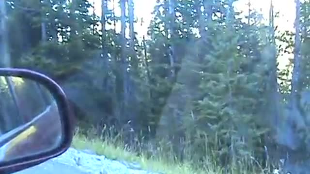 Grizzly bear and baby totally surprises woman driving in the woods