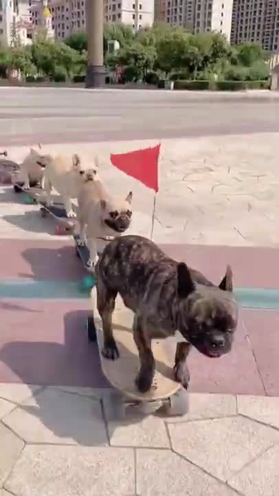 Dogs ride with fun | watch once you have satisfied