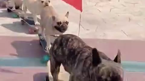 Dogs ride with fun | watch once you have satisfied