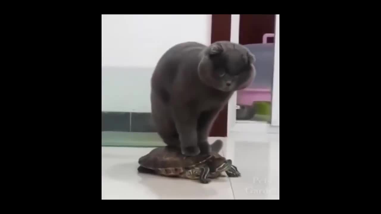 Cat goes for a ride on the turtle