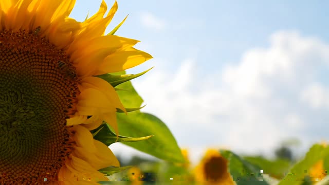 Colourfull flower, plant