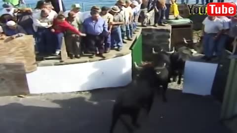 Best funny videos 2017 Most awesome bullfighting festival