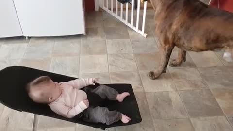 Hermoso perro juega con el bebe de la casa