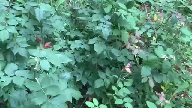 Found a lot of beautiful wildflowers