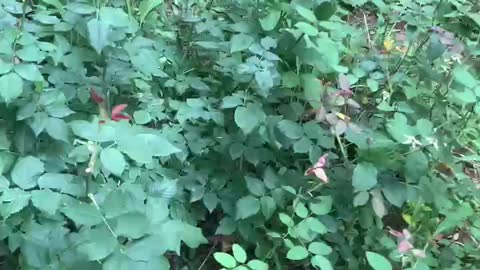 Found a lot of beautiful wildflowers