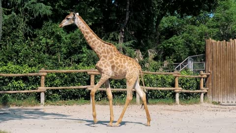 Giraffe are walking in zoo on sunny summer day