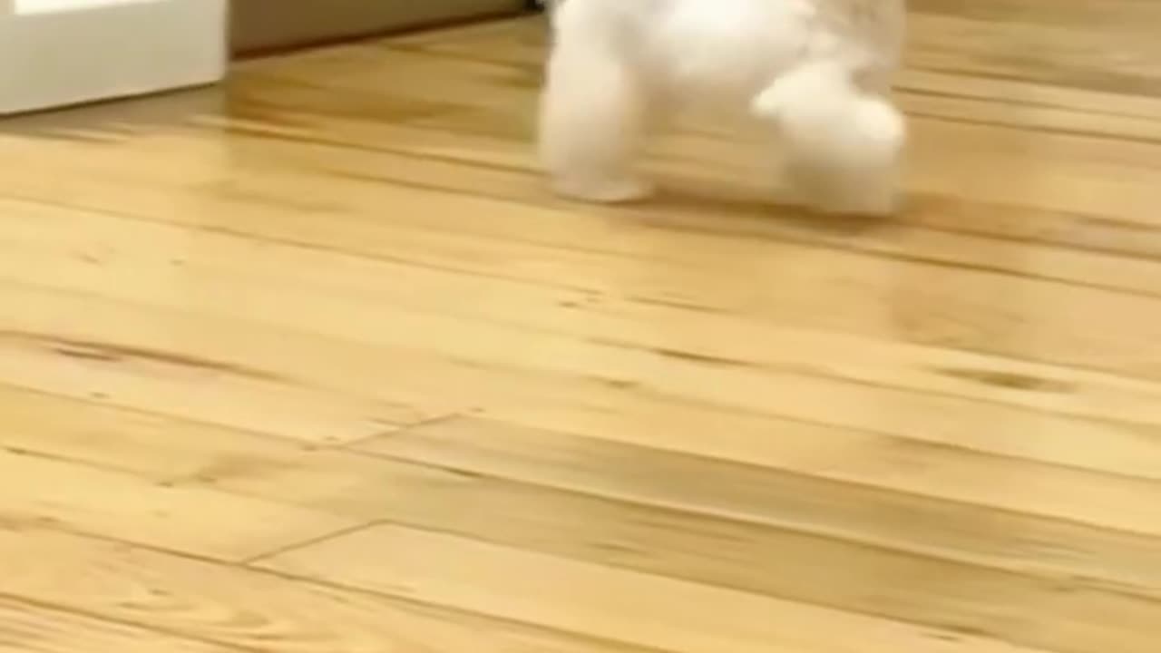 funny video