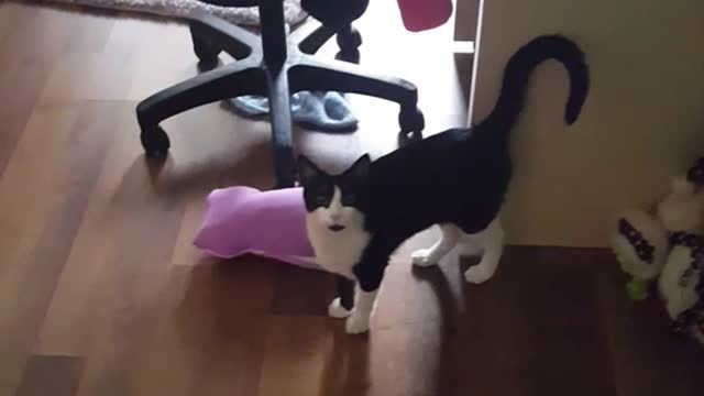 Volume black and white cat scared by owner's singing