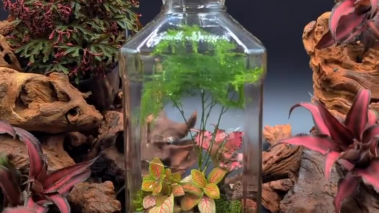 created this beautiful and enchanting Jack Daniel's liquor bottle terrarium