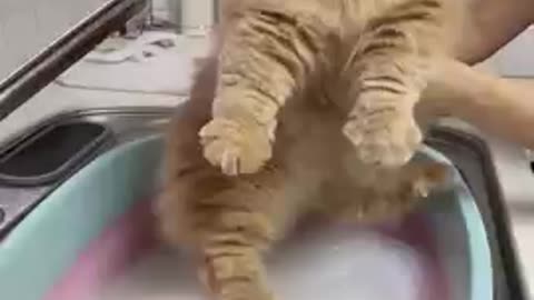 Super cute cat fanny beautiful video.