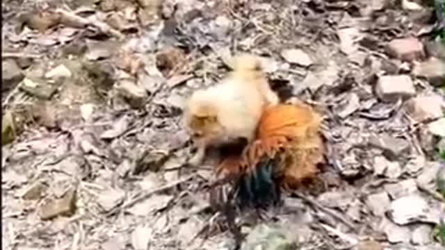 Chicken VS DOGS !!🐶 don’t try to laugh 😂