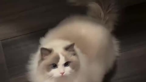 cutest cat