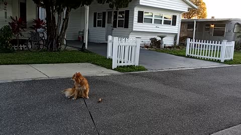 Sad Lolly our Pomeranian