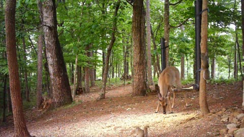 The Woods - 05/23/2021