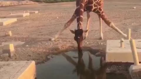 Big long legs are drinking water