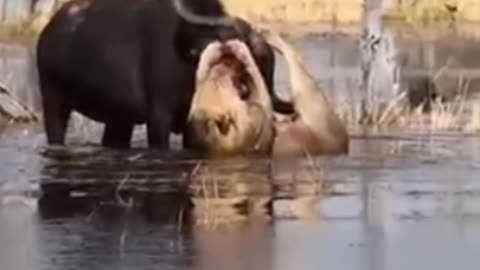 Lion Hangs Off Buffalo’s Horns