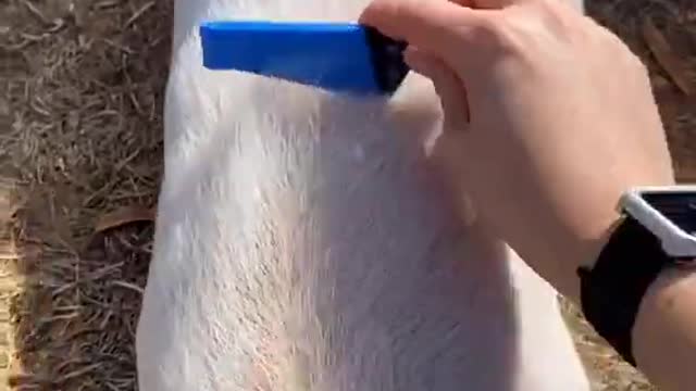 Ultimate Baby Dogs - Cute and Funny Dog Videos Compilation